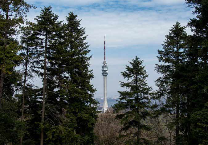 avalski toranj medju cetinarima