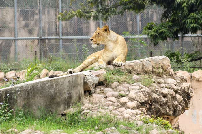 cena ulaznice za zoo vrt beograd