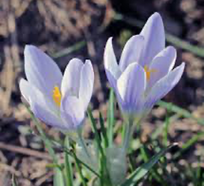 Crocus adamii Gay 