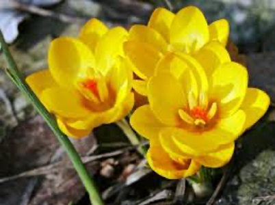 Crocus chrysanthus Herbert 