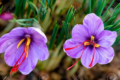 Crocus sativus 