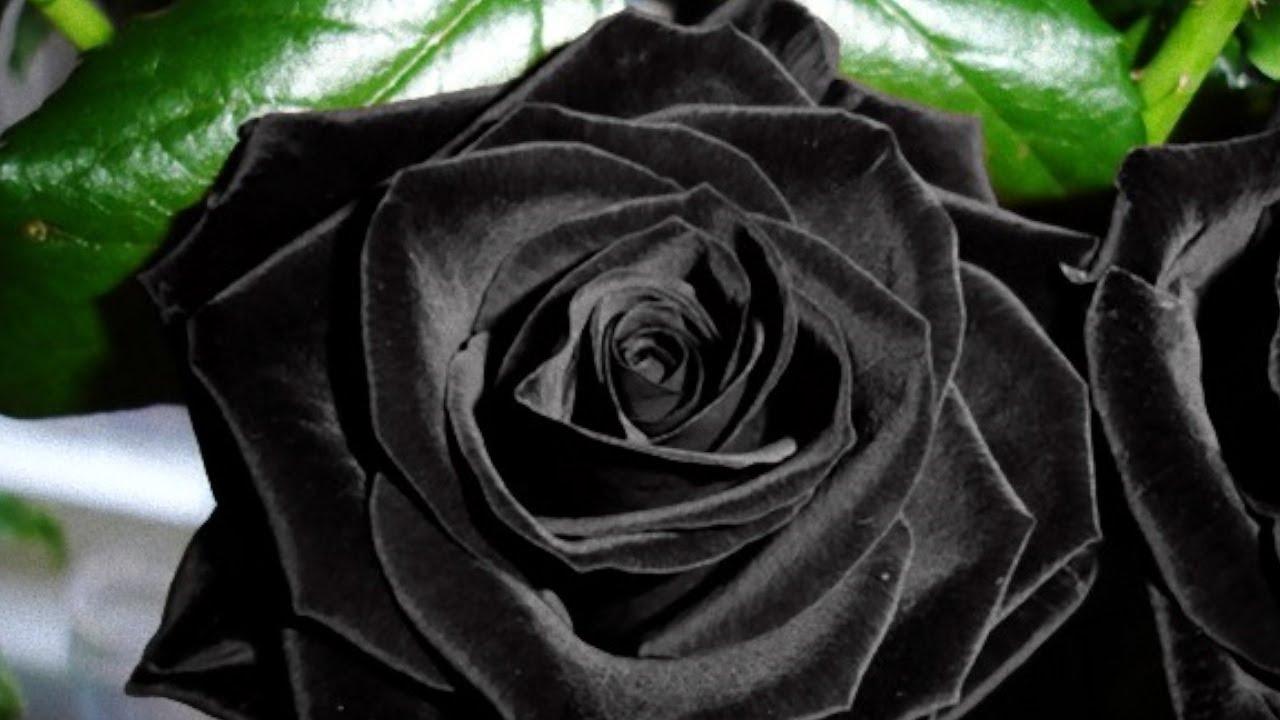 Gde raste crna ruža?