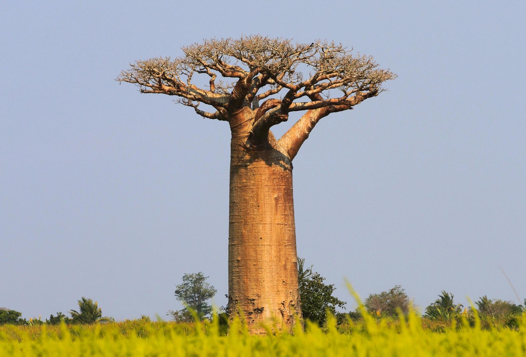 Gde raste Baobab?