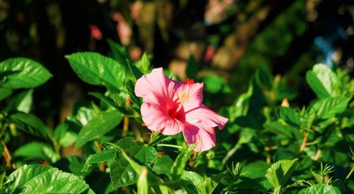 Gde raste hibiskus