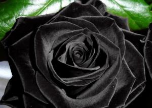 Gde raste crna ruža?