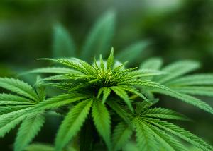 Gde raste marihuana?
