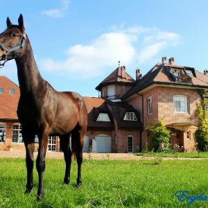 The Jockey Club Surčin